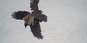 Fixées sur leur tête, des caméras aident à comprendre comment chassent les faucons