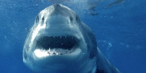 Les grands requins dans le viseur du gouvernement australien