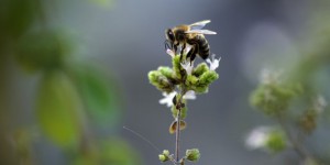 L'Europe en grave déficit d'abeilles pour polliniser ses cultures