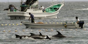 Le massacre des dauphins de Taiji a commencé