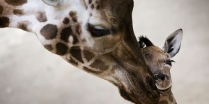 Nette progression de la population des girafes au Niger