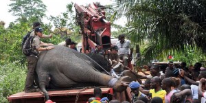 Opération survie pour les éléphants en Côte d'ivoire