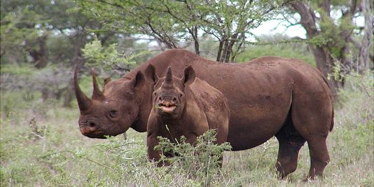 Permis de chasser un rhinocéros noir pour en sauver d'autres