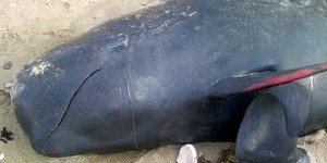 Une quarantaine de baleines s'échouent en Nouvelle-Zélande