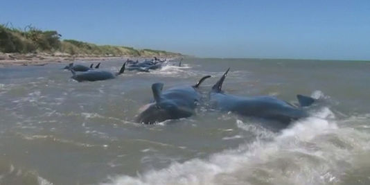 Une quarantaine de baleines s'échouent sur une plage de Nouvelle-Zélande