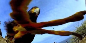 Un rapace vole une caméra et filme des pingouins pour la BBC