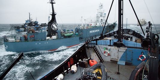 Accrochage entre les bateaux de Sea Shepherd et les baleiniers japonais
