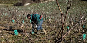 Pourquoi le cas du « vigneron condamné pour refus de polluer » fait débat