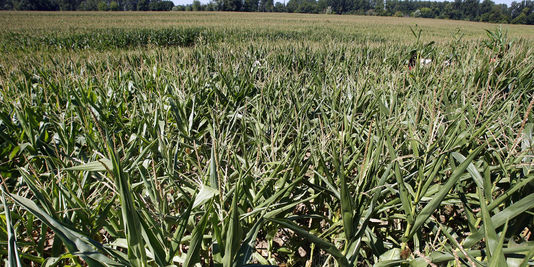 Pas de consensus pour interdire un nouveau maïs OGM en Europe