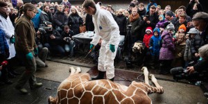Danemark : une deuxième girafe menacée d'euthanasie
