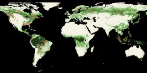 Les forêts mondiales sous l'œil de Google