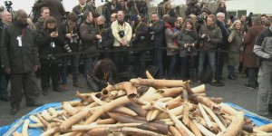 La France détruit 3 tonnes d'ivoire illégal