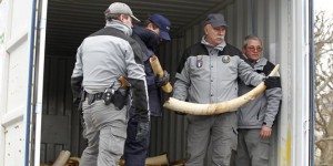 La France détruit son stock d’ivoire illégal