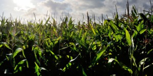 Interdiction du maïs OGM : l'Assemblée revient à la charge