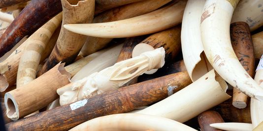 Cinq pays africains réclament une prolongation du moratoire sur le commerce de l'ivoire