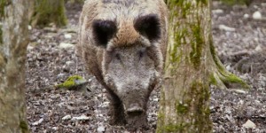 Premier cas de peste porcine africaine en Pologne