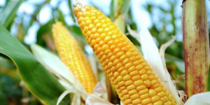 Le Sénat rejette l'interdiction du maïs OGM