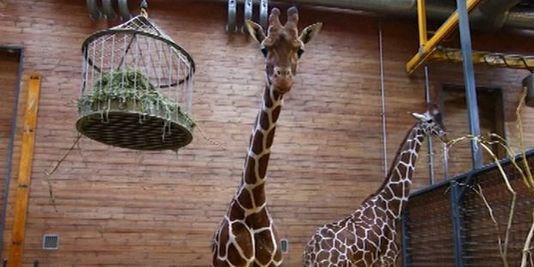 Vidéo : un zoo danois tue un girafon et l'autopsie en public