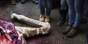 Au zoo de Copenhague, un girafon abattu pour éviter la consanguinité