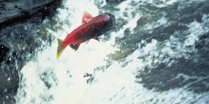 En Alaska, les autorités américaines veulent bloquer une mine pour sauver des saumons