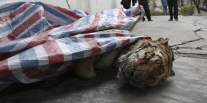 Chine : une dizaine de tigres mis à mort dans des fêtes privées