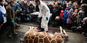Danemark : après un girafon, le zoo de Copenhague tue quatre lions