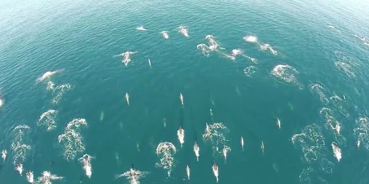 Un drone filme un banc de centaines de dauphins