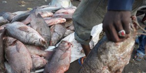 L'Europe sanctionne trois pays incapables de lutter contre la pêche illégale