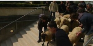 Des moutons devant le Louvre