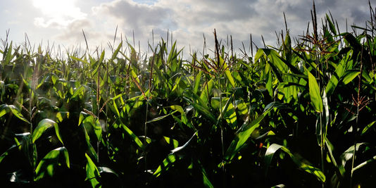 Le maïs OGM MON 810 interdit de commercialisation en France