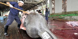 Pêche à la baleine : le Japon dans le collimateur de la justice