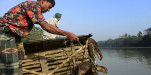 La pêche à la loutre, une tradition menacée au Bangladesh