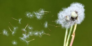 Comment la pollution de l'air aggrave les allergies au pollen