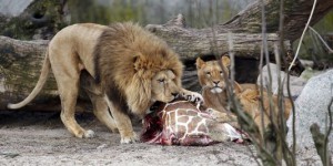Pourquoi les zoos peuvent tuer leurs animaux