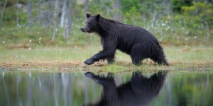Caméra embarquée dans la vie d'une ourse sauvage