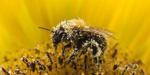 En Europe, le déclin des abeilles frappe lourdement les pays du Nord