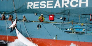 Le Japon serait prêt à contourner l'interdiction de chasse à la baleine
