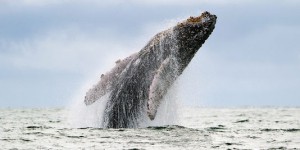 Le Japon renonce à la prochaine chasse à la baleine en Antarctique
