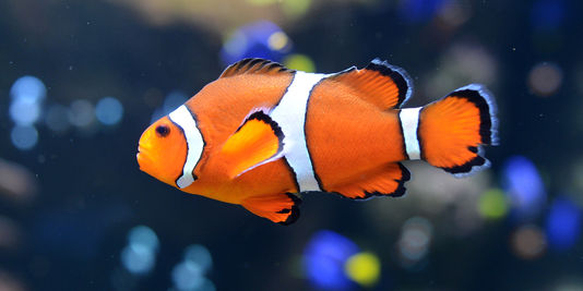 L'acidification des océans perturbe les poissons