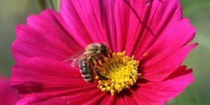 Mortalité des abeilles : non-lieu pour Bayer