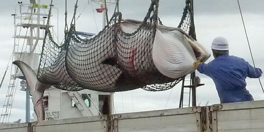 La Norvège reconduit son quota de baleines chassées pour 2014