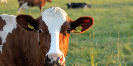 Les scientifiques planchent sur une vache du futur aux pets écolos