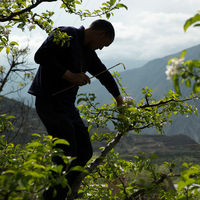 Dans le Sichuan, des « hommes-abeilles » pollinisent à la main les vergers