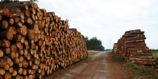 La biomasse, dévoreuse de terres agricoles et de forêts ?