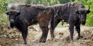 Le bison regagne les Carpates après deux siècles d’absence