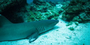 Coco, l'île-trésor des requins et des braconniers