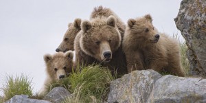Trop d'ours consanguins dans les Pyrénées?