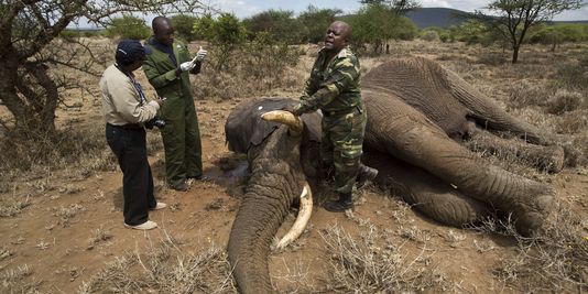 Les éléphants pourraient disparaître de Tanzanie dans sept ans