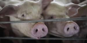 Pour éviter une épidémie, la France interdit les produits porcins américains