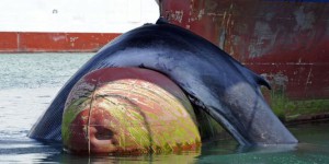 En Méditerranée, des navires équipés pour éviter les baleines